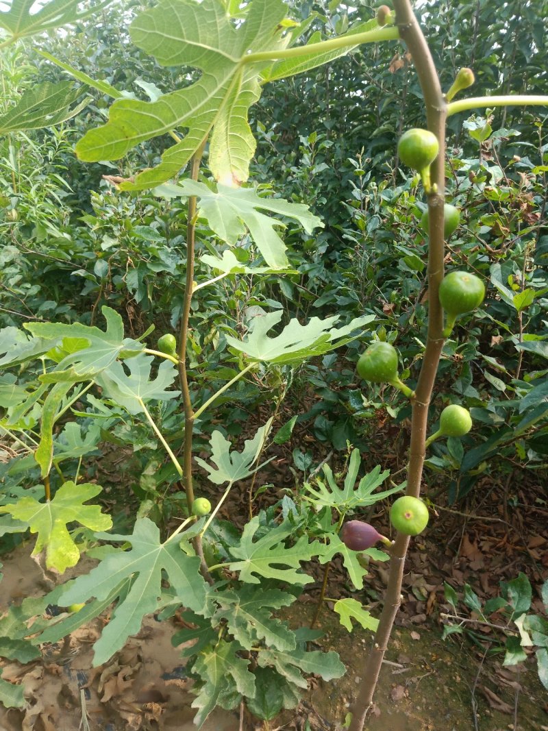 波姬红无花果苗布兰瑞克无花果苗