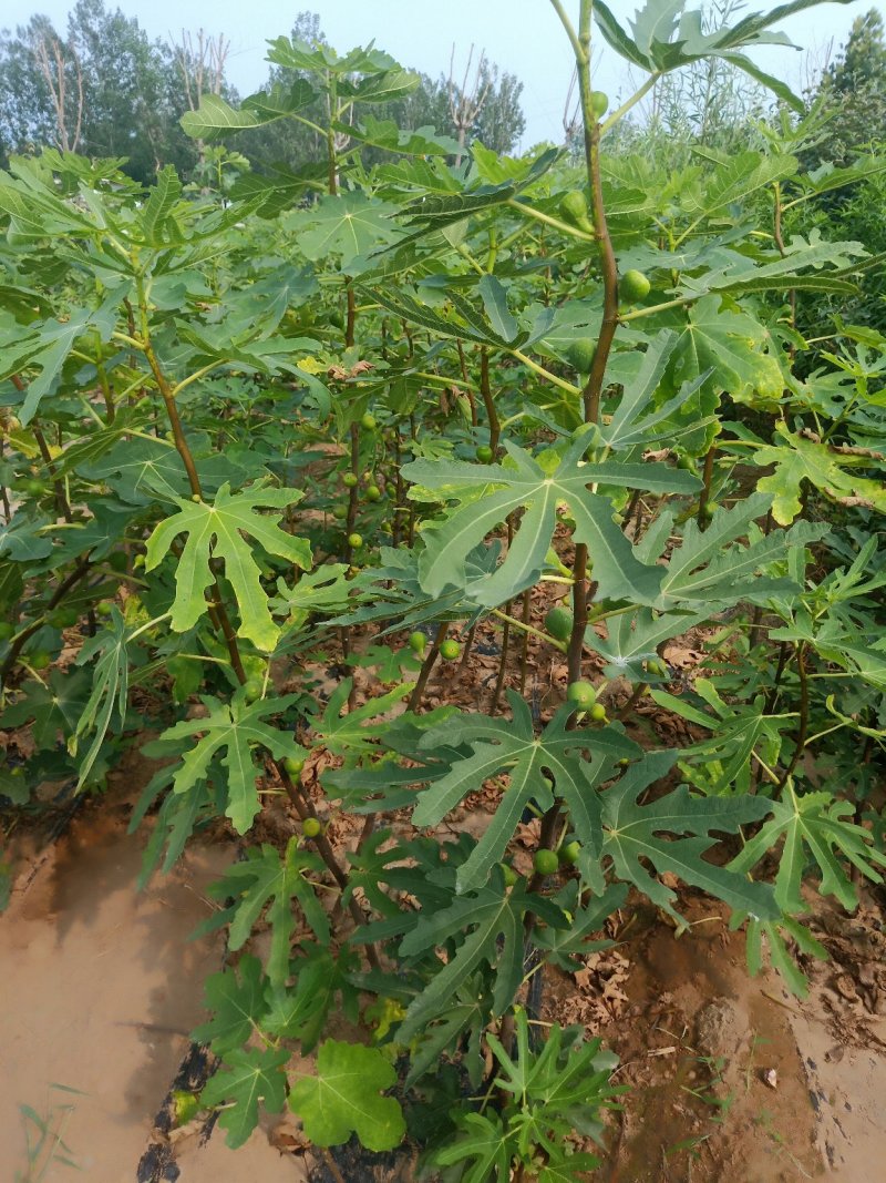 波姬红无花果苗布兰瑞克无花果苗
