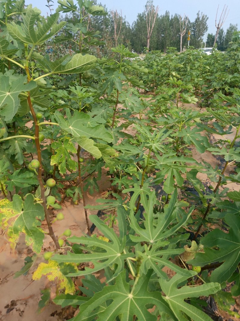 波姬红无花果苗布兰瑞克无花果苗