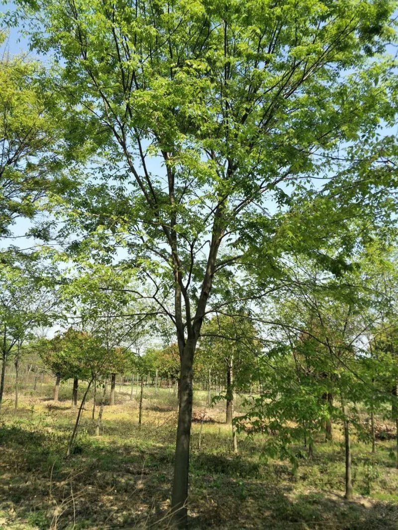 榉树，榉树苗，江苏榉树，南京榉树，榉树价格