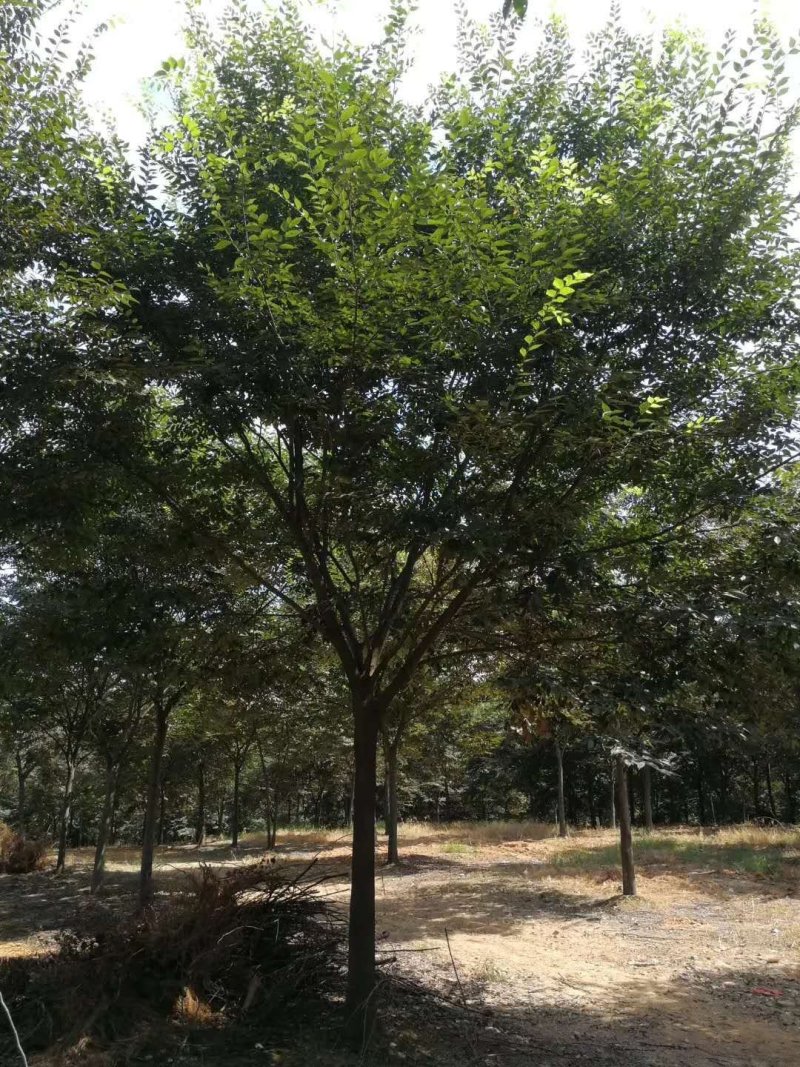 榉树，榉树苗，江苏榉树，南京榉树，榉树价格