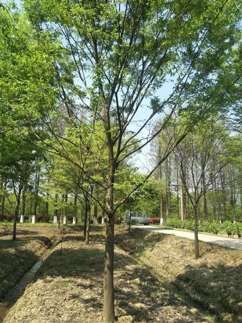 榉树，榉树苗，江苏榉树，南京榉树，榉树价格