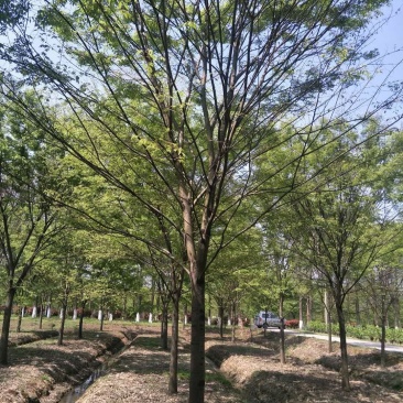 榉树，榉树苗，江苏榉树，南京榉树，榉树价格