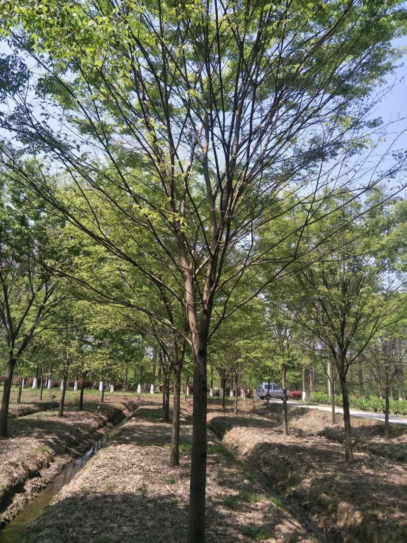 榉树，榉树苗，江苏榉树，南京榉树，榉树价格