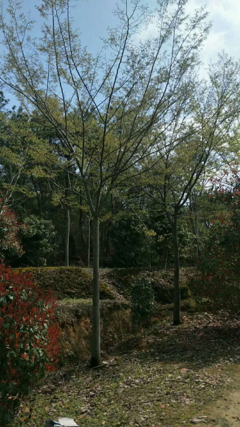 榉树，榉树苗，江苏榉树，南京榉树，榉树价格