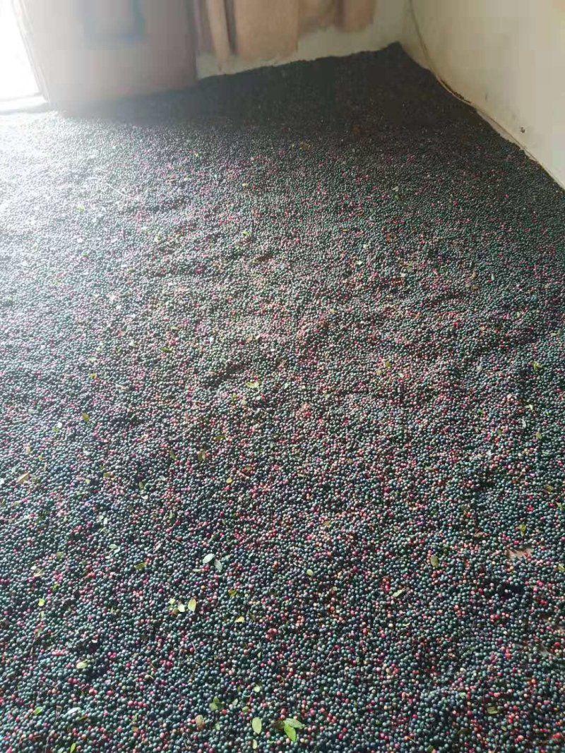清香木种子，买十送一，优良品种