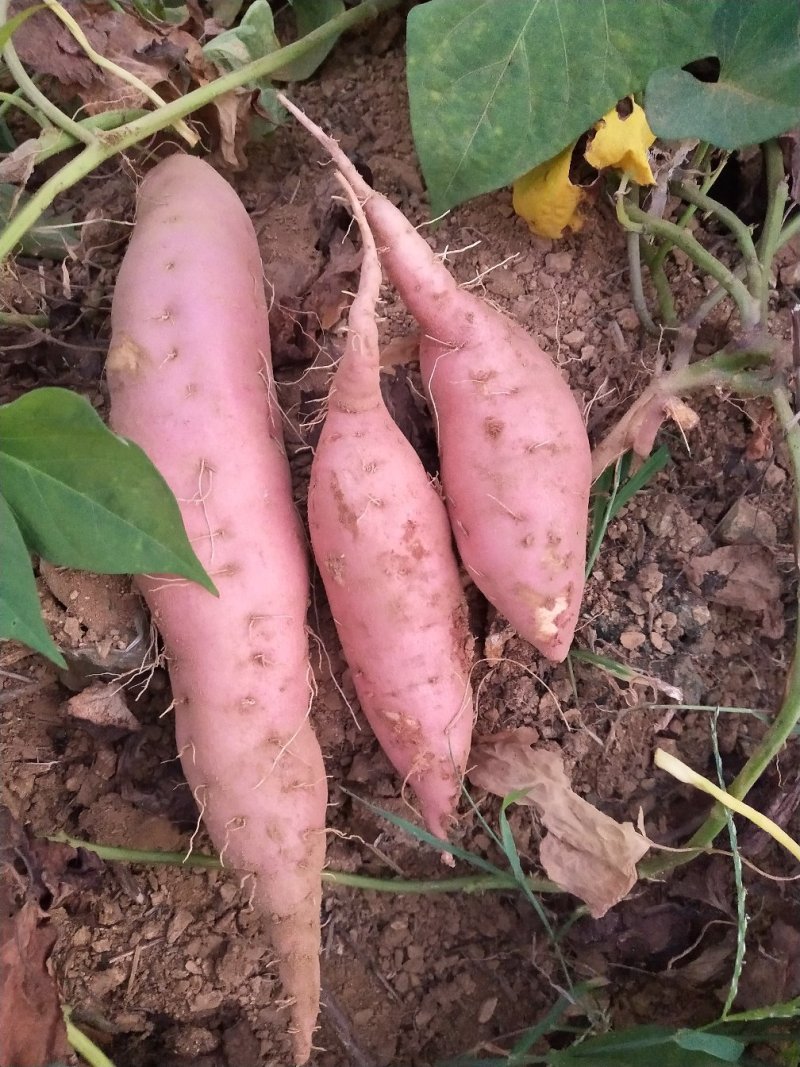 烟薯蜜薯，山岭地，糖化好