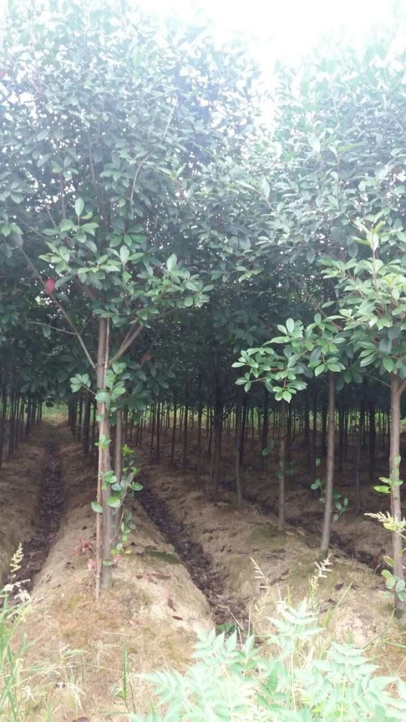 高杆红叶石楠树，独杆红叶石楠树，红叶石楠苗
