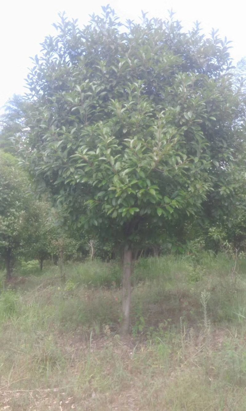 高杆红叶石楠树，独杆红叶石楠树，红叶石楠苗