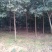 高杆红叶石楠树，独杆红叶石楠树，红叶石楠苗