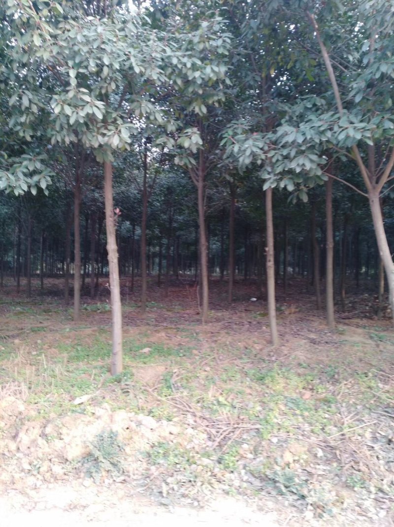 高杆红叶石楠树，独杆红叶石楠树，红叶石楠苗