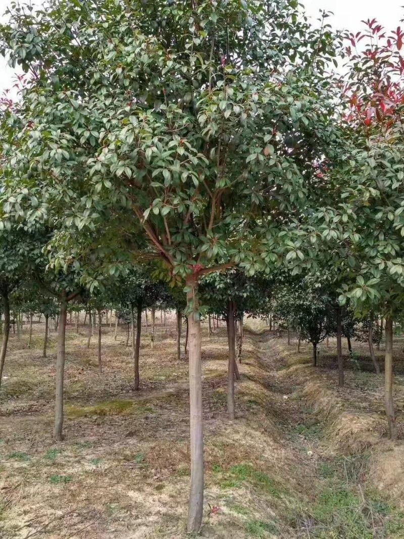 高杆红叶石楠树，独杆红叶石楠树，红叶石楠苗