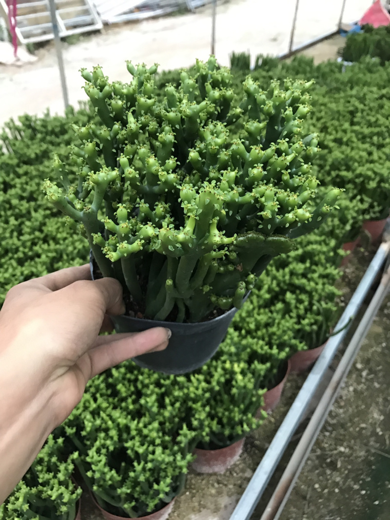 【多肉】珊瑚棒大小规格齐全带盆整箱批发常年供应