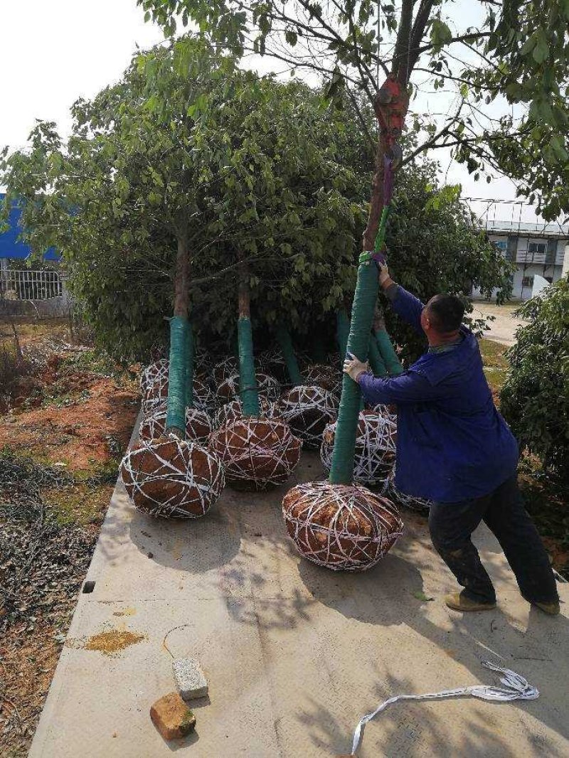 香樟树15公分，品质好，成活率高，欢迎选购。