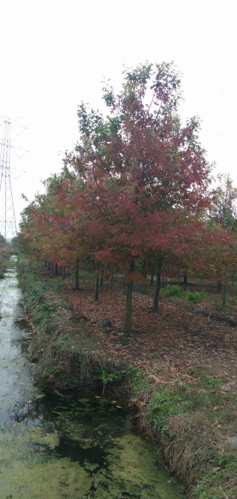 南京千亩娜塔栎基地，2~20公分精品娜塔栎，量大价优