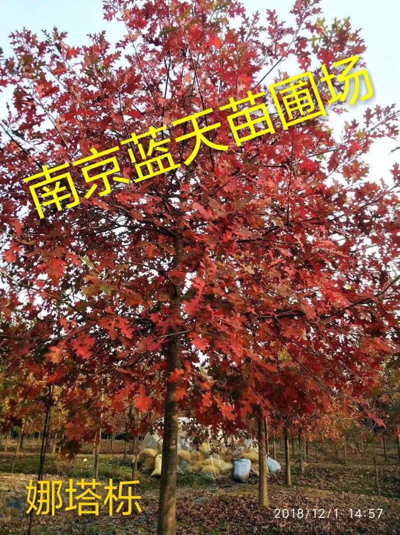 南京千亩娜塔栎基地，2~20公分精品娜塔栎，量大价优