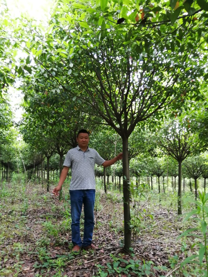 红叶石楠树8～12公分，品质好，价格低。