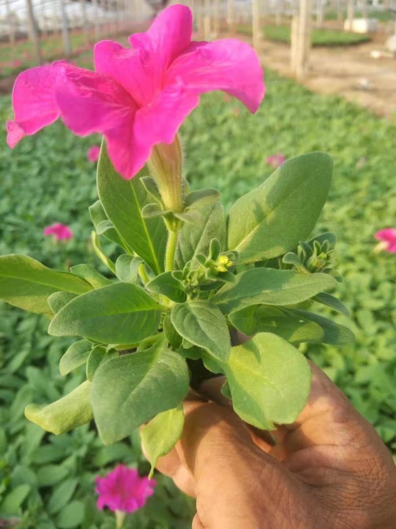 牵牛花造型工程绿化，矮牵牛，垂钓牵牛，多色牵牛！种植基地