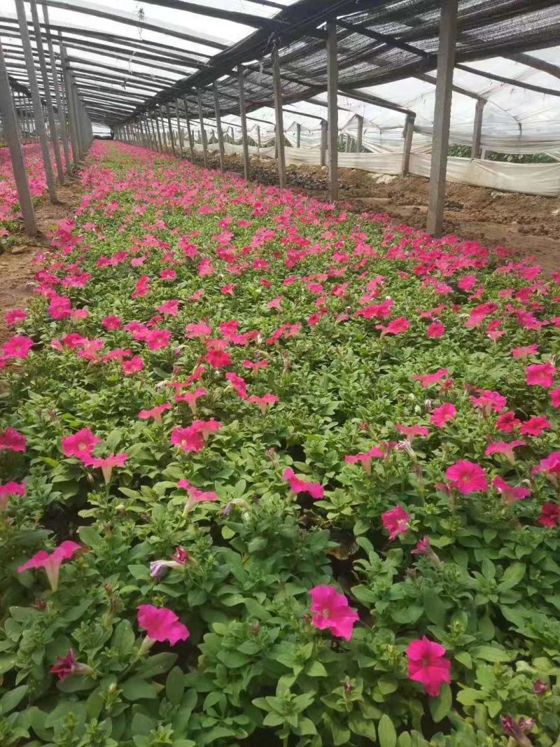 牵牛花造型工程绿化，矮牵牛，垂钓牵牛，多色牵牛！种植基地