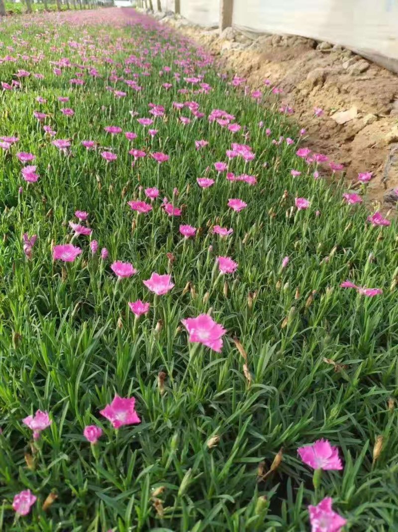 欧石竹，彩虹石竹，常夏石竹，种植基地！花海