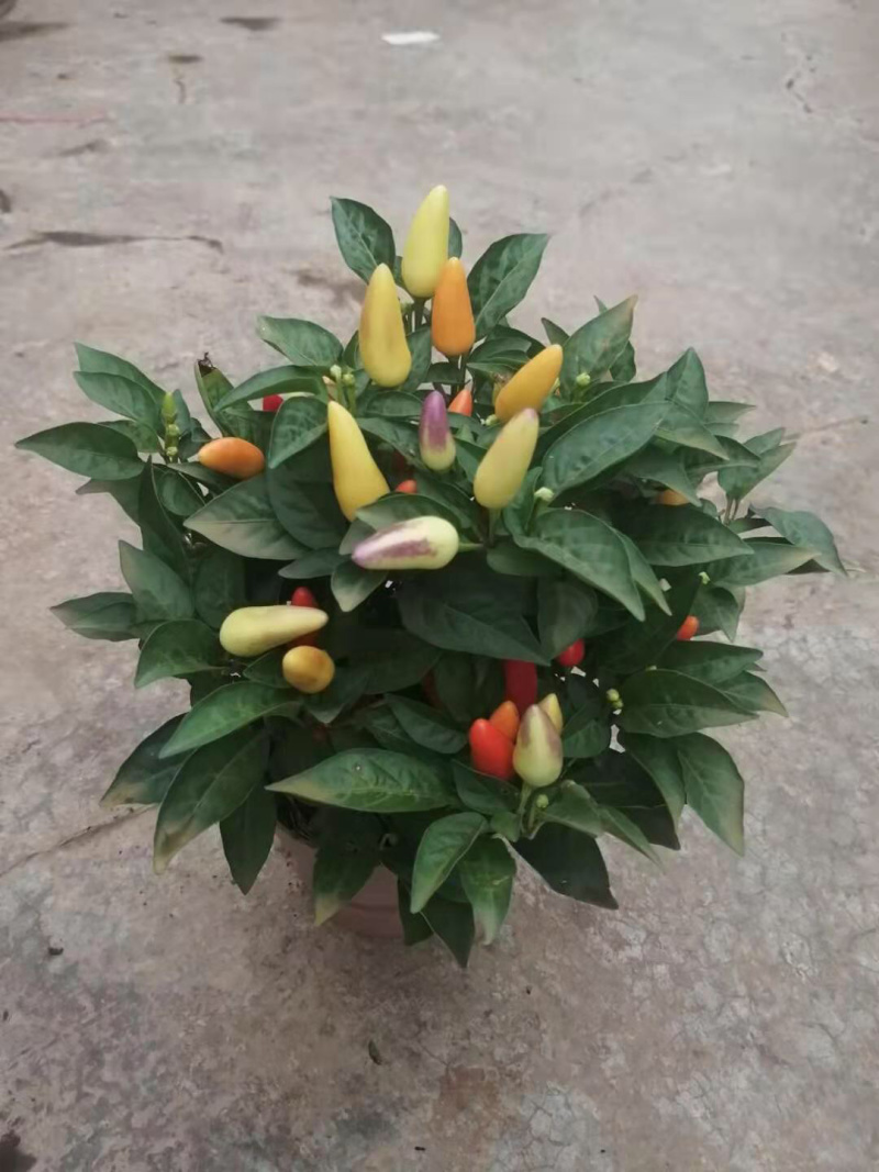 彩椒