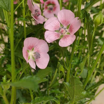 木槿花