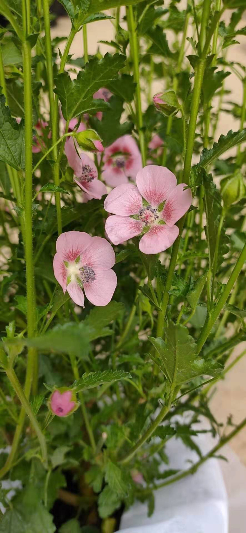 木槿花