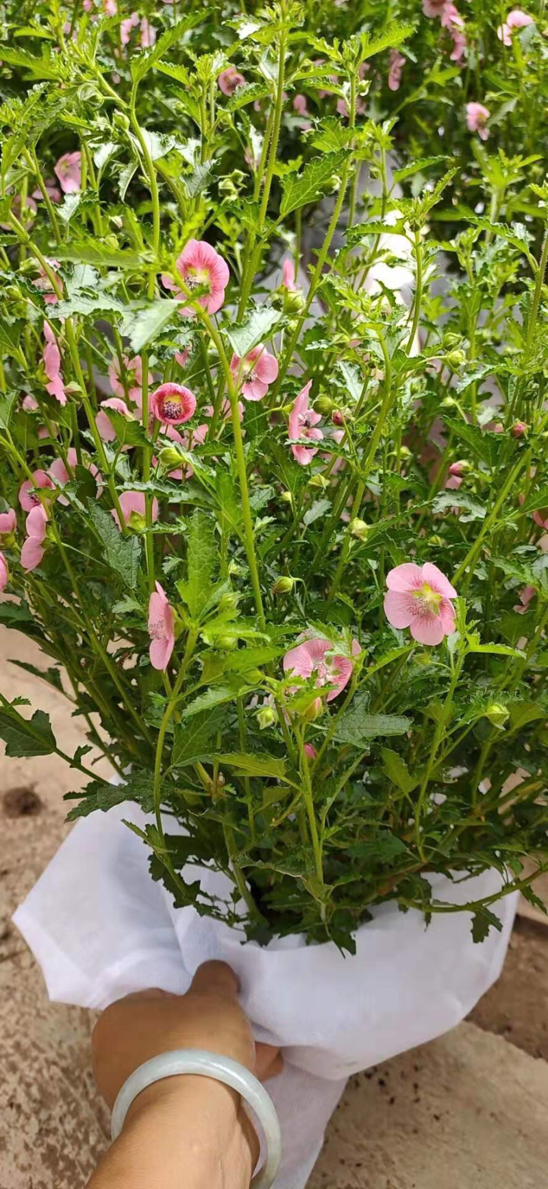木槿花