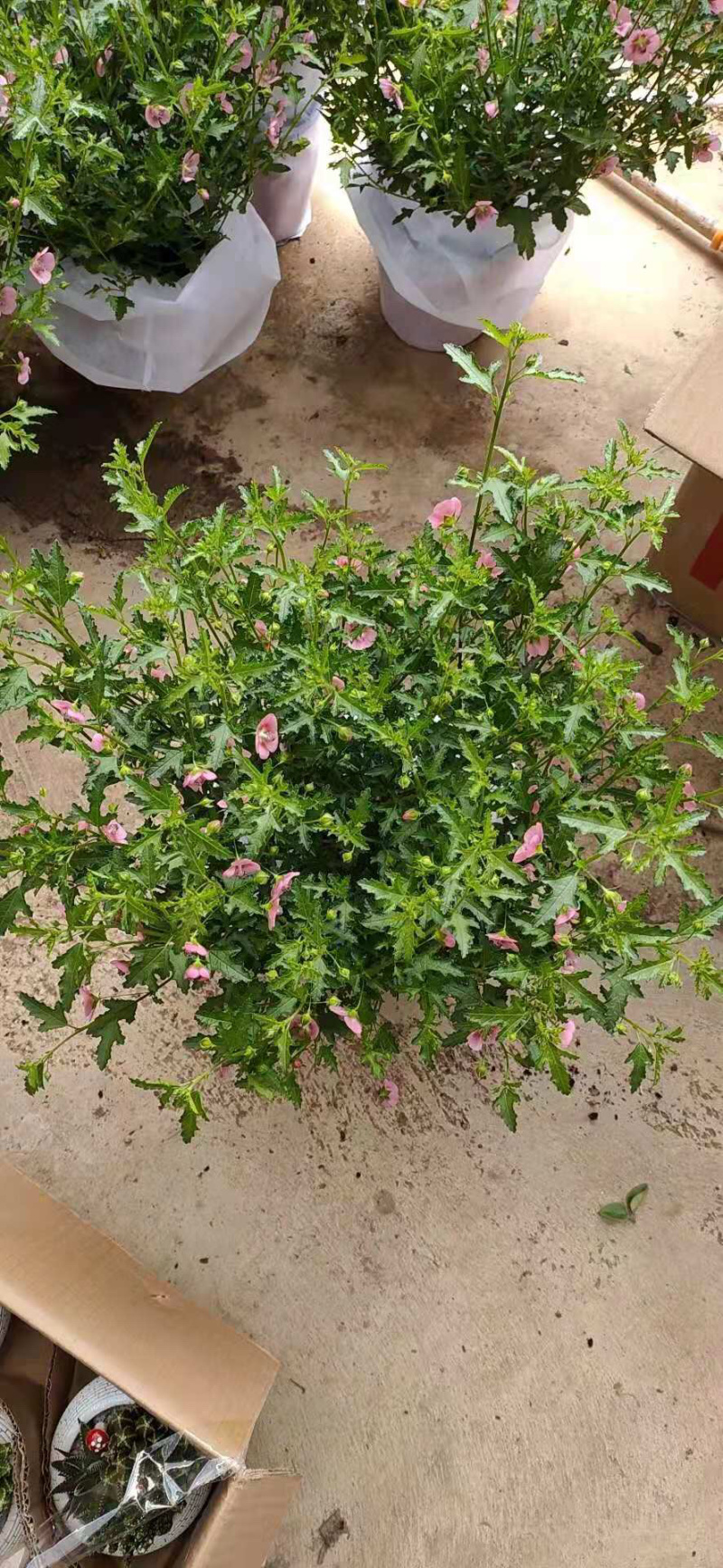 木槿花