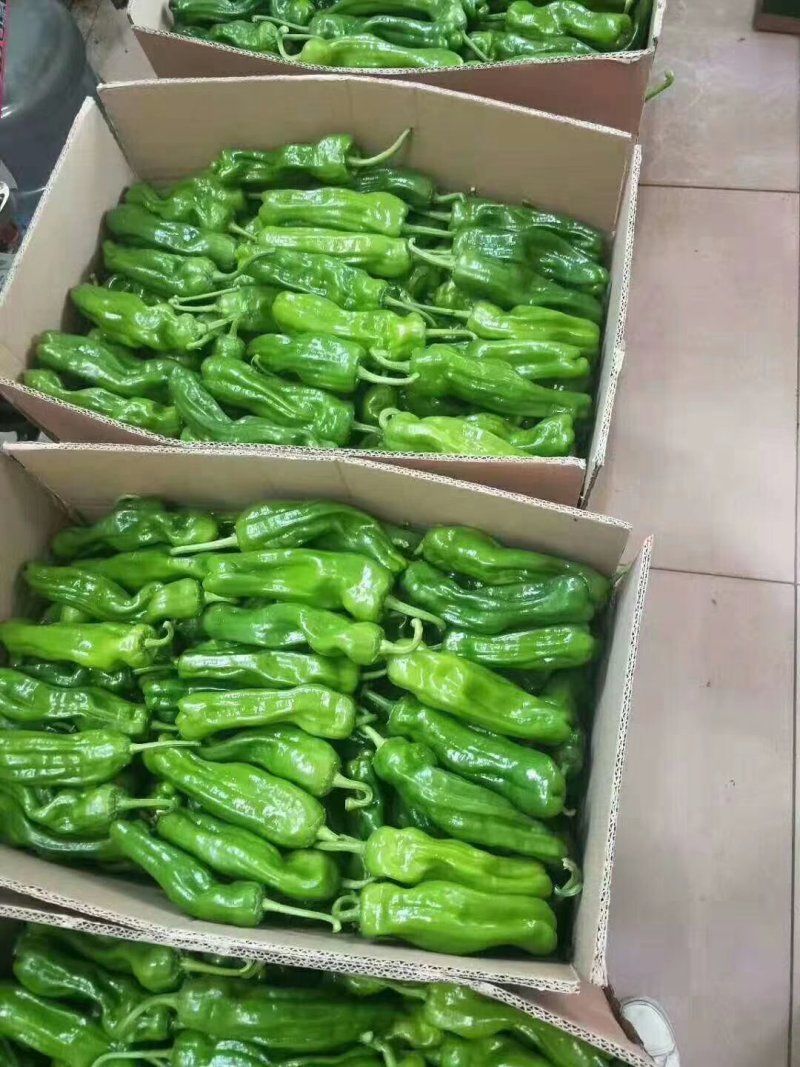 301精品薄皮辣椒大量上市，个头大。微辣青椒，皮薄无虫眼