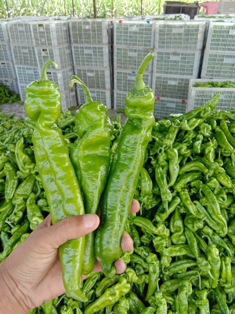 301精品薄皮辣椒大量上市，个头大。微辣青椒，皮薄无虫眼