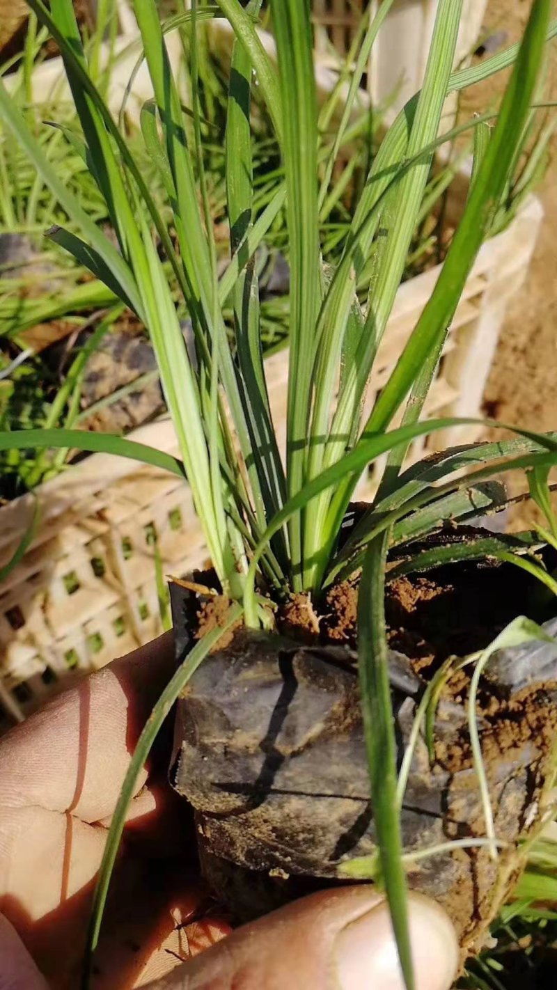 麦冬草！阔叶麦冬！金边麦冬！种植基地绿化工程专用苗木