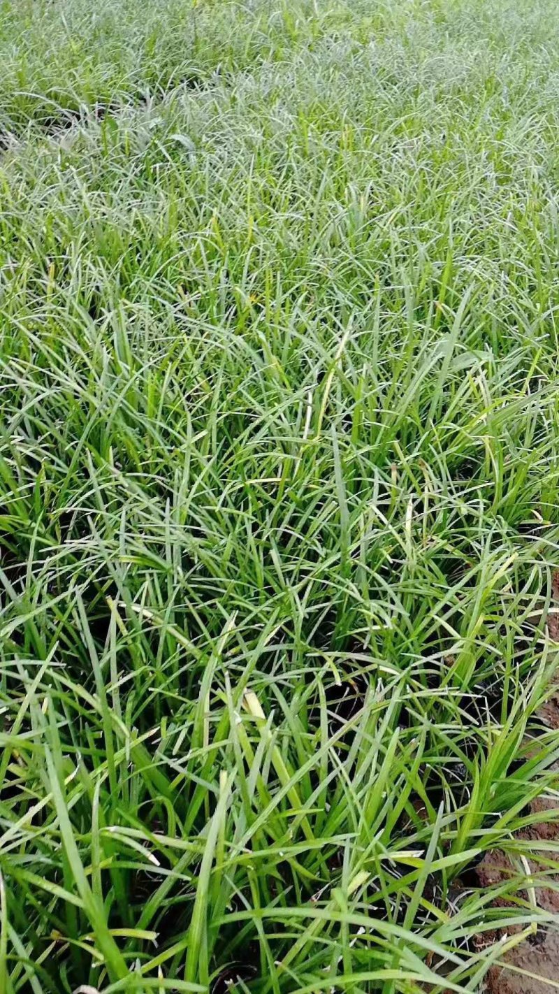 麦冬草！阔叶麦冬！金边麦冬！种植基地绿化工程专用苗木
