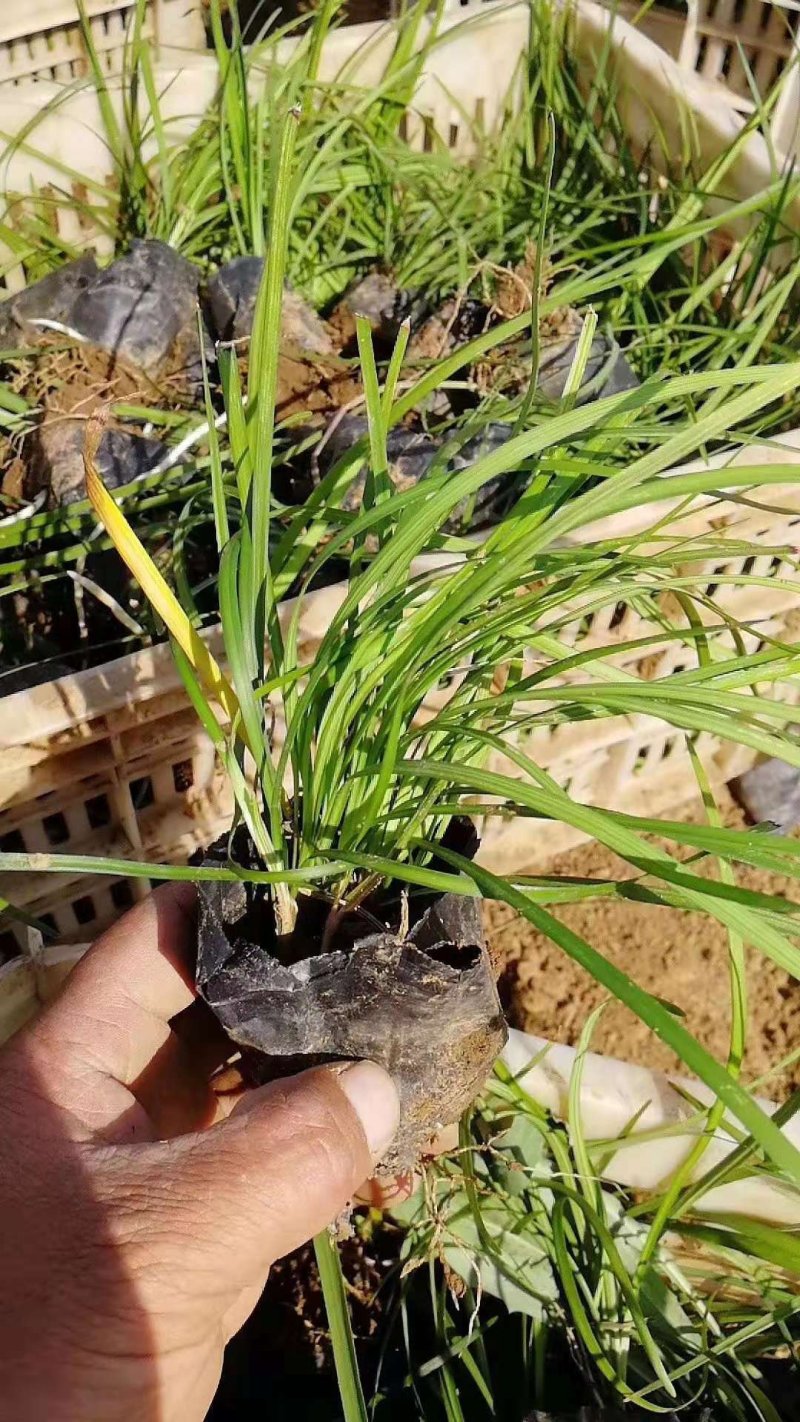 麦冬草！阔叶麦冬！金边麦冬！种植基地绿化工程专用苗木