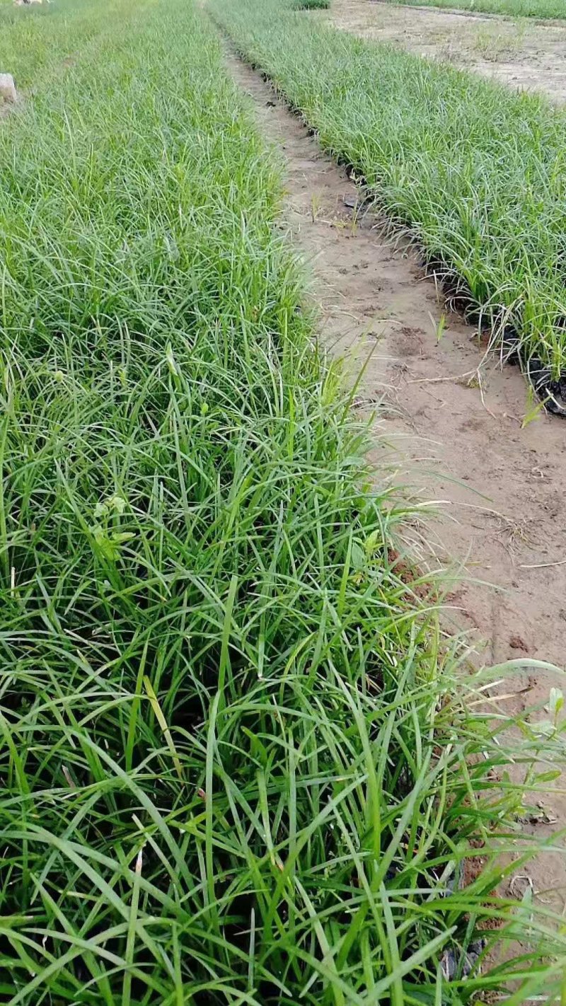麦冬草！阔叶麦冬！金边麦冬！种植基地绿化工程专用苗木