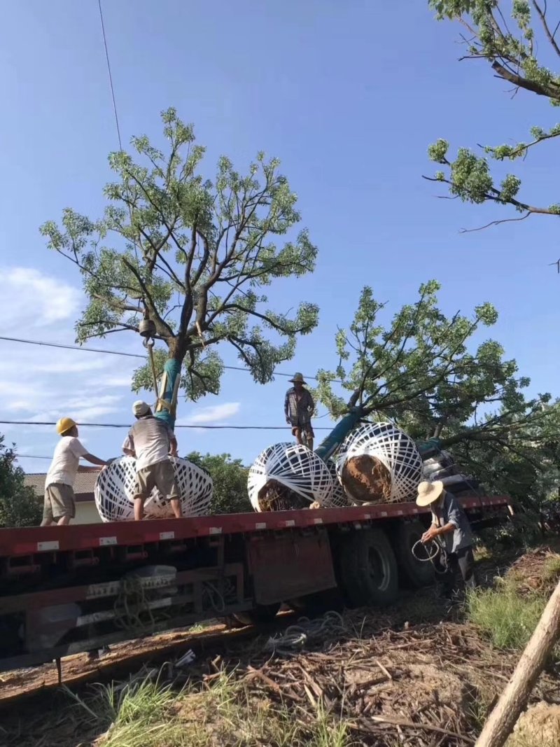 20公分香樟树，品质好，各种规格齐全，价格低。
