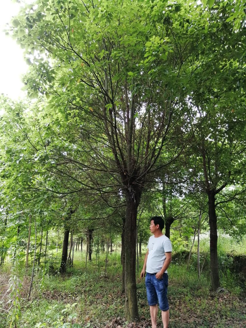 20公分香樟树，品质好，各种规格齐全，价格低。