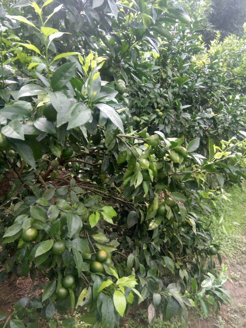 沃柑苗