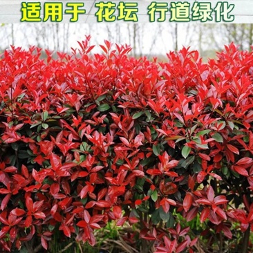 黄金桂桂花苗包成活嫁接桂花苗