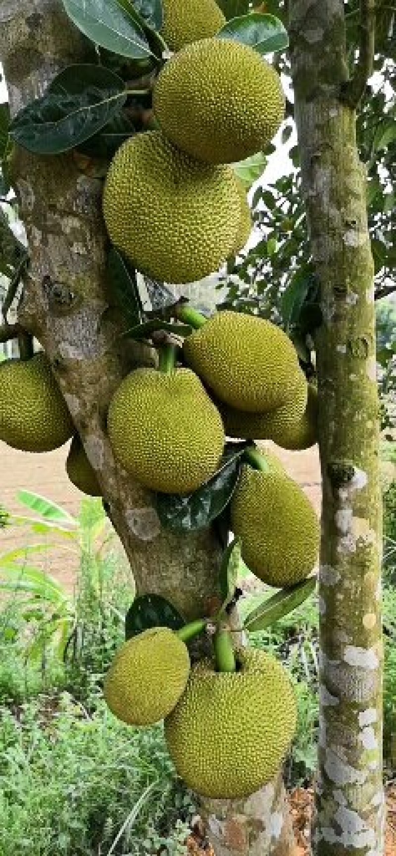 菠萝蜜苗