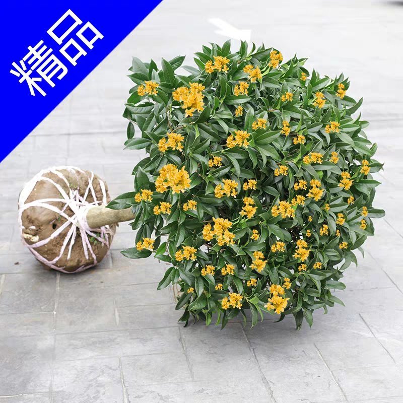 四季桂桂花苗嫁接桂花苗包成活