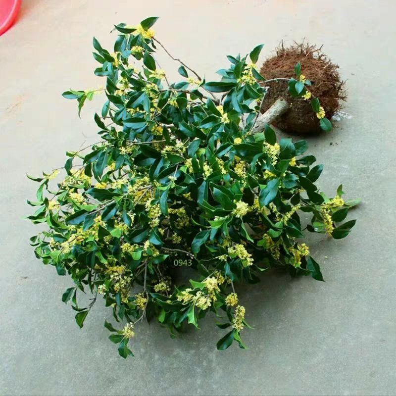四季桂桂花苗嫁接桂花苗包成活