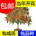四季桂桂花苗嫁接桂花苗包成活