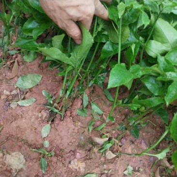 百香果苗