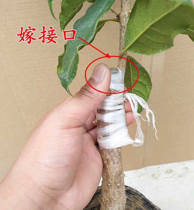 日香桂桂花苗桂花树桂花嫁接桂花苗嫁接桂花包成