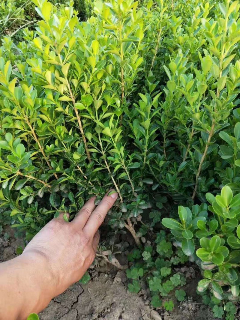 瓜子黄杨！黄杨苗！小叶黄杨苗！绿化工程专用苗木