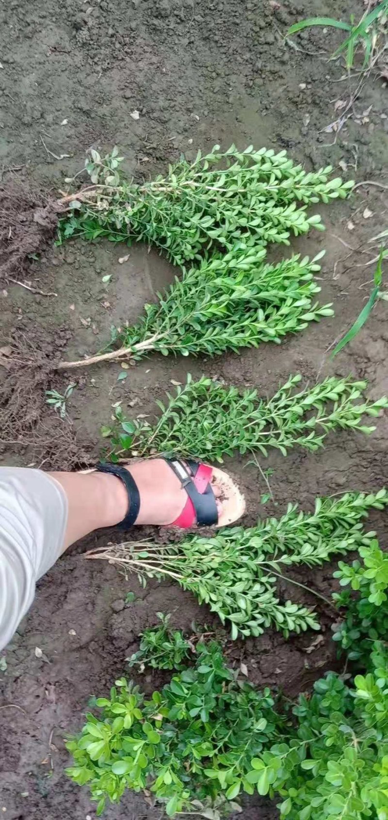 瓜子黄杨！黄杨苗！小叶黄杨苗！绿化工程专用苗木