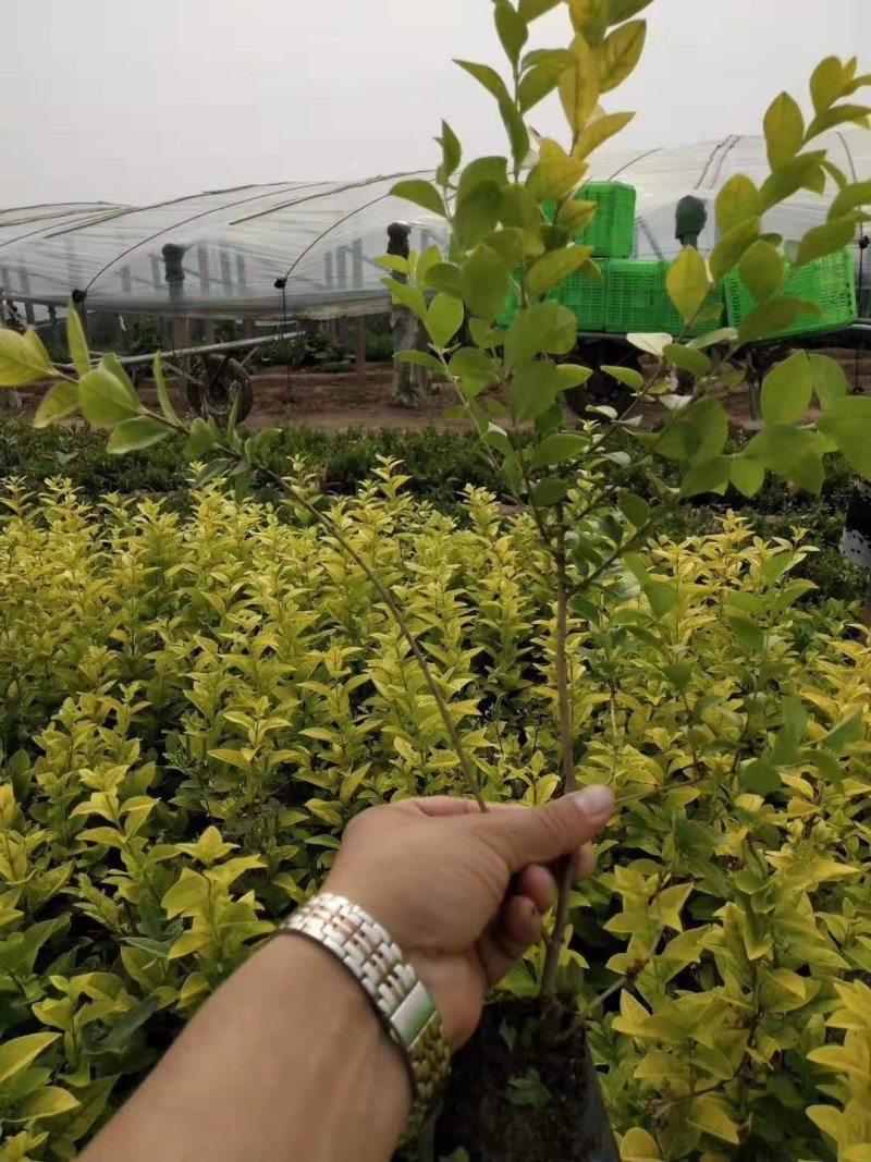 金叶女贞，金森女贞，小叶女贞，日本女贞种植基地