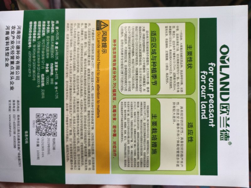 辣椒种子欧丽700薄皮大果灯笼椒种子杂交牛角椒种子
