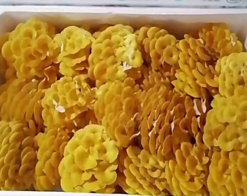 供应榆黄蘑菌包，菌棒，菌种，栽培种